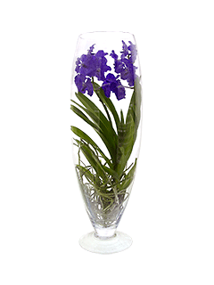 Синяя орхидея в вазе