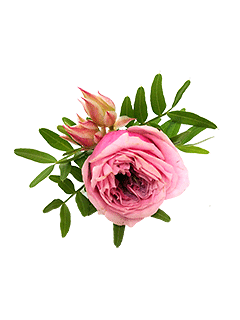 Бутоньерка из розы для жениха №154