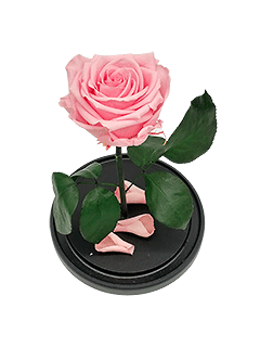 Стабилизированная роза в колбе «Розовая»