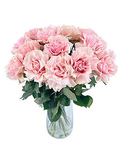 15 пышных розовых роз в вазе