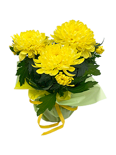 Хризантема желтая в подарочной упаковке