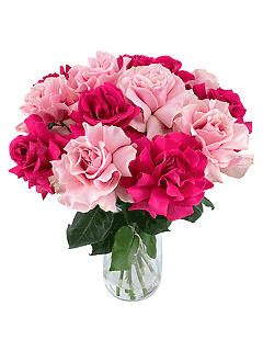 15 пышных розовых и малиновых роз в вазе