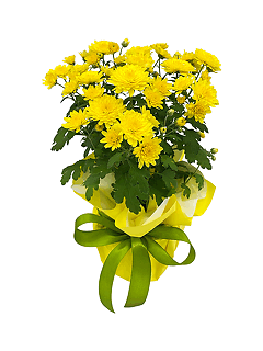 Хризантема кустовая желтая в упаковке