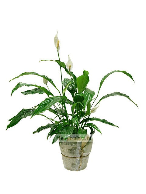 Растение «Спатифиллум в керамическом кашпо»