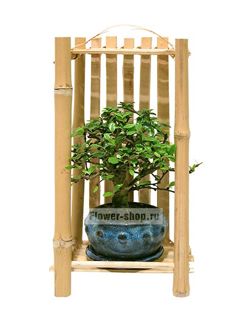 Растение «Бонсай в бамбуковой решетке»