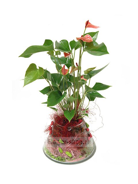 Растение «Антуриум в стеклянной вазе»