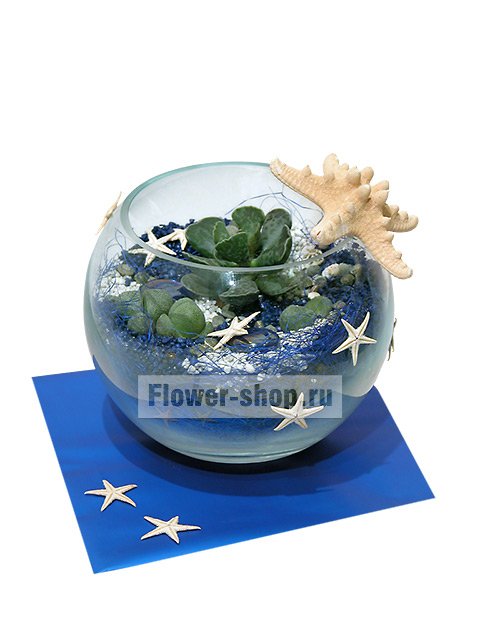 Композиция из комнатных растений «Морские звезды»