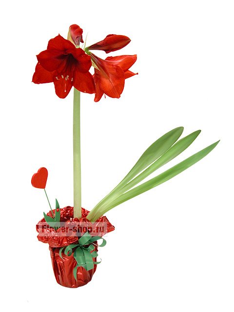 Растение «Цветущий амариллис с сердечком»