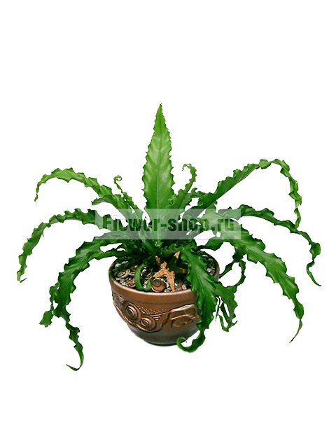 Растение «Асплениум в керамическом кашпо»