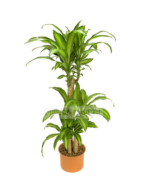 Растение «Драцена Массэнджиана»