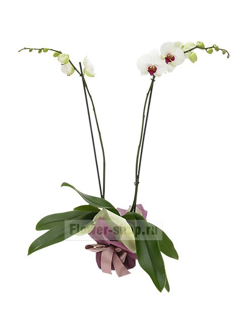 Растение «Орхидея Фаленопсис»
