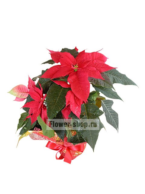 Растение пуансеттия «Рождественская звезда»