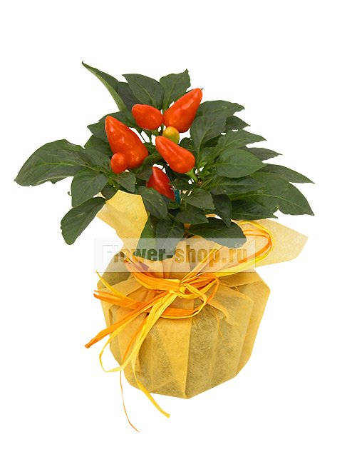 Растение «Перчик в подарочной упаковке»
