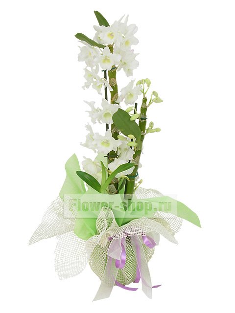 Растение «Орхидея Дендробиум в подарочной упаковке