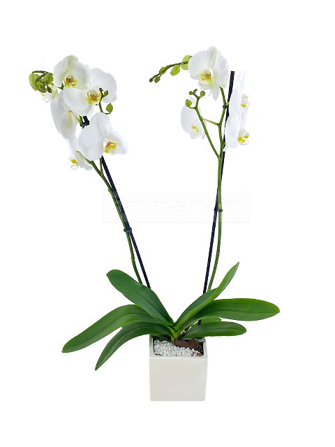 Орхидея Фаленопсис в керамическом кашпо