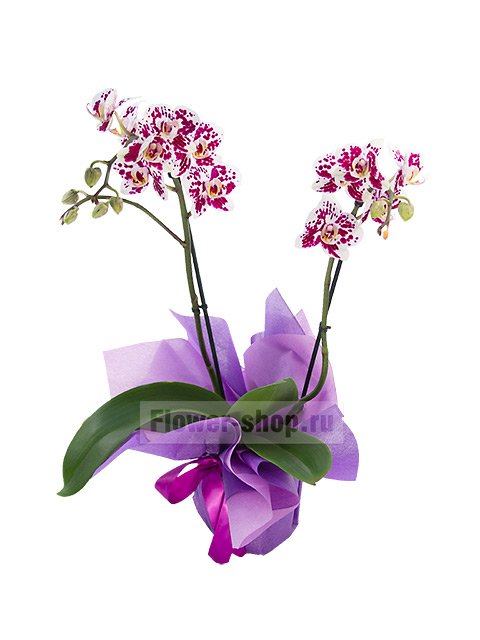 Орхидея Фаленопсис в подарочной упаковке