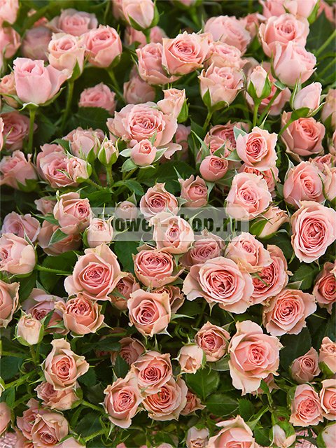 Букет из нежно-розовых кустовых роз «Диана»