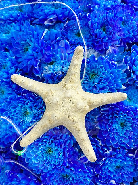 Букет из синих хризантем «Владычица морей»