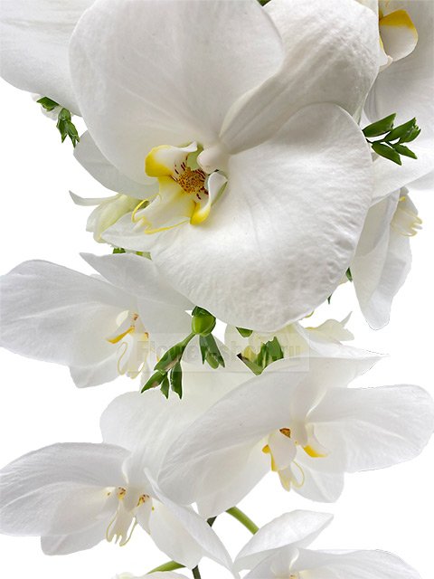 Букет невесты каскадный из орхидей и фрезий №37