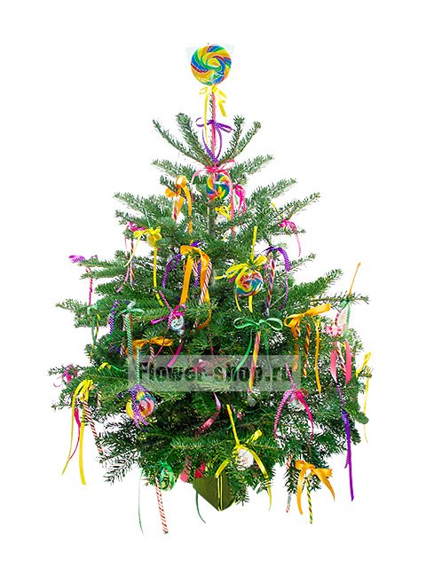 Живая украшенная елка в новогоднем оформлении №7