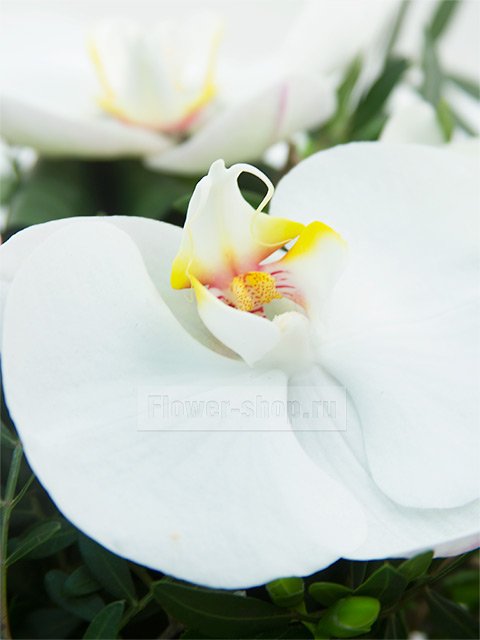 Букет невесты дублер №9 из орхидей и фрезий