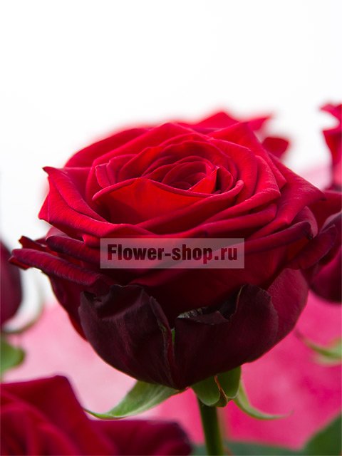 Букет из бордовых роз «Шенонсо»