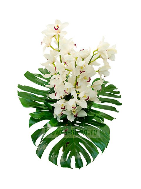 Букет из белых орхидей «Борнео»