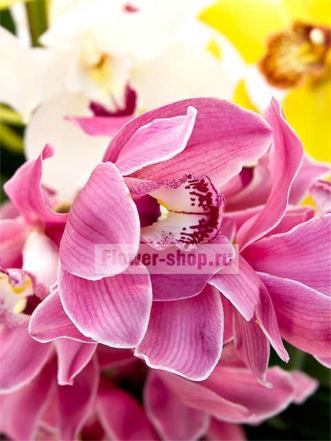 Букет из орхидей «Ассорти»