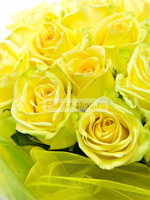 Букет из желтых роз «Львица»