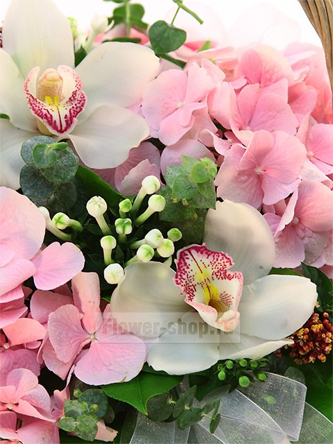 Корзина с гортензией и орхидеями «Поцелуй русалки»