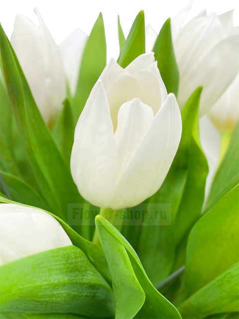 Букет из белых тюльпанов «Чистая любовь»