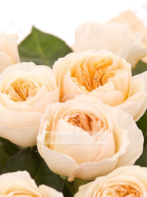 Букет из персиковых пионовидных роз «Джулиет»