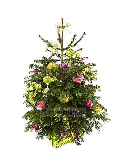 Живая украшенная елка в новогоднем оформлении №10 (класс Премиум)