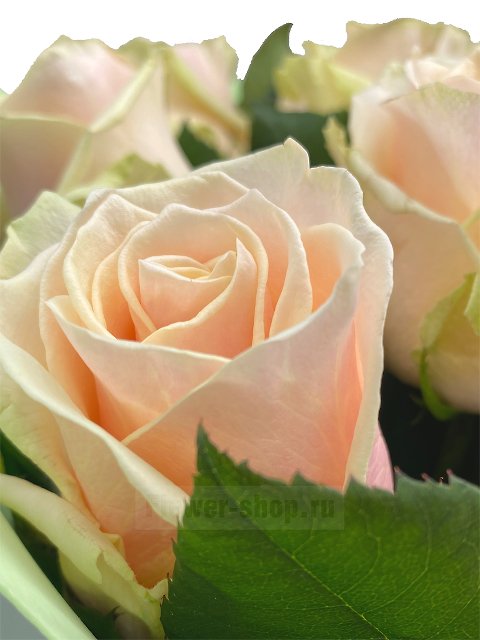 Букет из 25 нежных роз «Мускат»