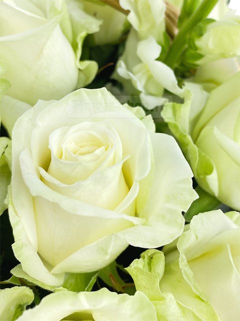 Корзина из 101 белой розы «Дворянское гнездо»