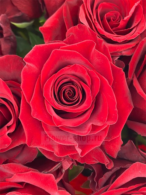 Букет из 25 бордовых эквадорских роз
