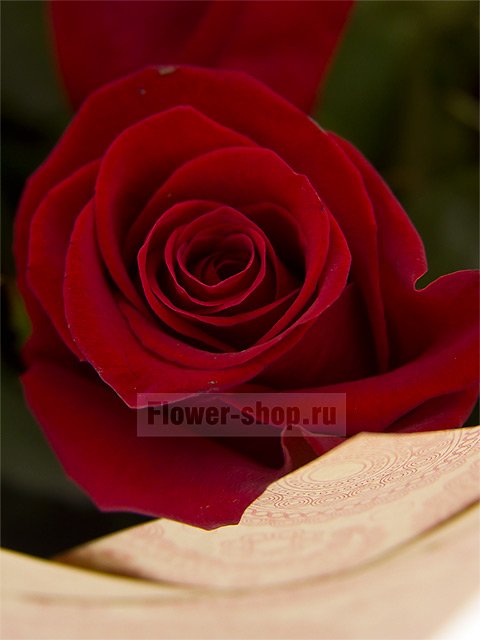 Букет из 11 бордовых эквадорских роз