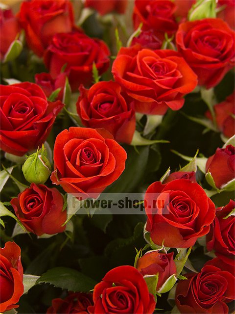 Букет из кустовых красных роз