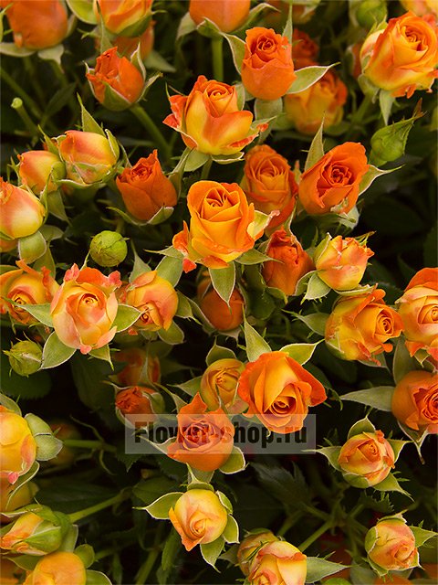 Букет из кустовых оранжевых роз