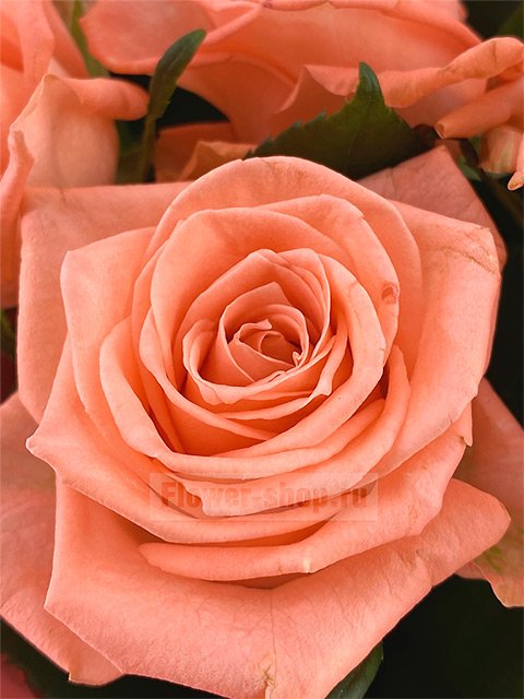 Букет из 19 роз Карина