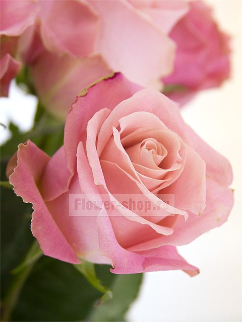 Букет из 15 розовых эквадорских роз