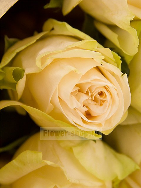 Букет из 7 кремовых эквадорских роз