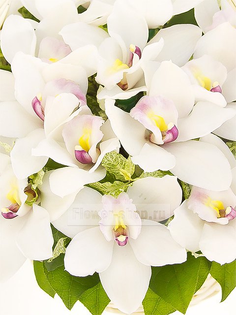 Корзина из орхидей «Ваша светлость»