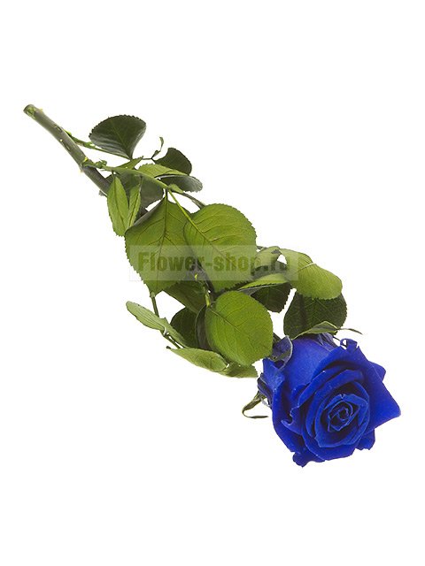 Стабилизированная роза синяя, 25 см