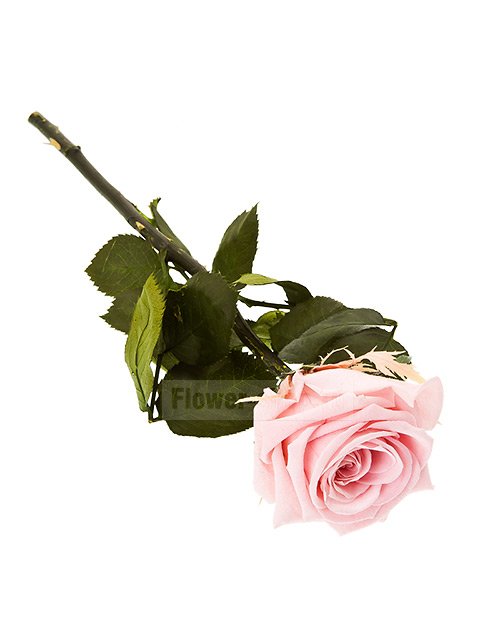 Стабилизированная роза нежно-розовая, 25 см