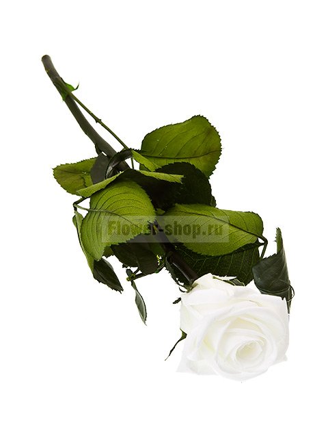 Стабилизированная роза белая, 25 см