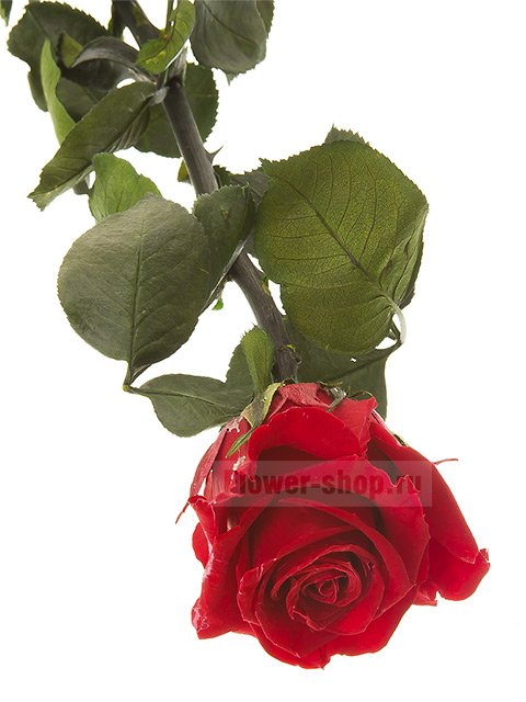 Стабилизированная роза красная, 53 см