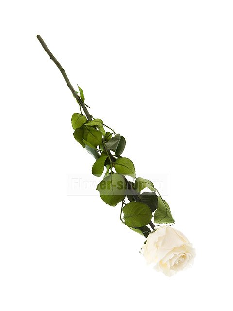 Стабилизированная роза кремовая, 53 см