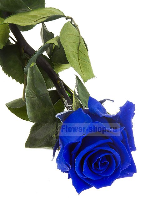 Стабилизированная роза синяя, 53 см