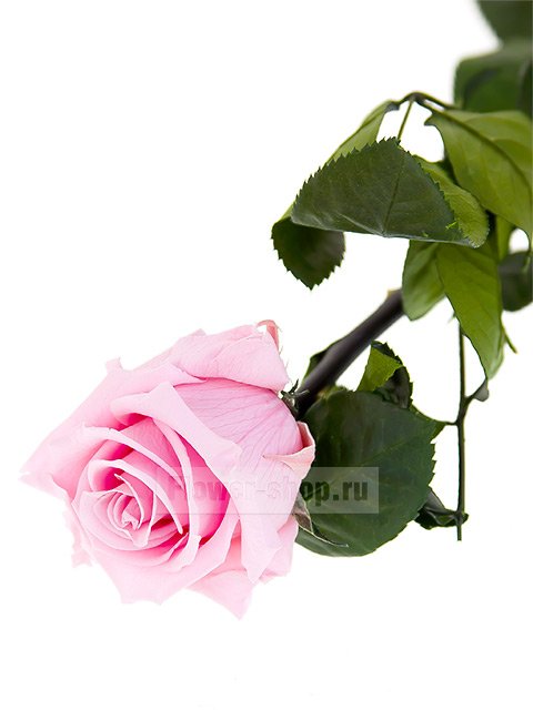 Стабилизированная роза нежно-розовая, 53 см